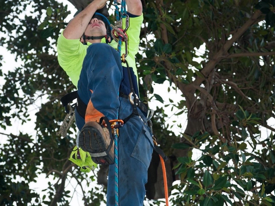 Qualified arborist working in a mature tree during a property survey in Monmouthshire